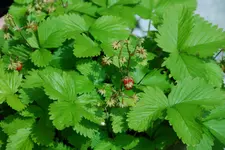 DSC_6089.2.webp
