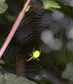 DSC_5352_Kurbisspinne.webp