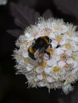 DSC_5339_Gartenhummel.jpg