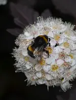 DSC_5339_Gartenhummel.webp