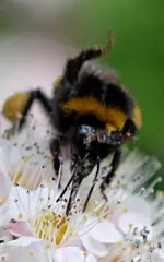 DSC_5344_Gartenhummel.webp