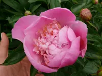 Blumen Pfingstrosen.webp