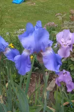 IMAG0765.webp