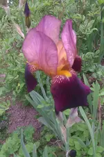 IMAG0766.webp