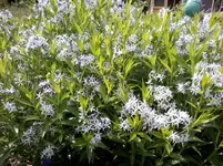 AmsoniaBlausternbuschBeseland.webp