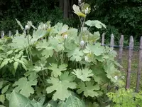 Unbekannt2.webp