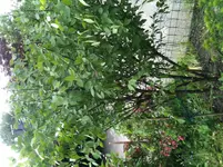 Mandel.webp