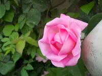 DSCN2156.webp