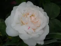 DSCN2154.webp
