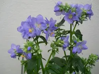 DSCN2151.webp