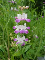 DSCN2144.webp