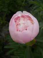 DSCN2145.webp