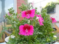 DSCN2157.webp