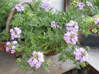 DSCN2137.webp