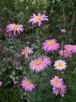 101_1275.webp