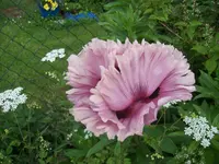 101_1278.webp