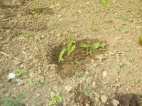 jardin juin 2013 et winx 010.webp