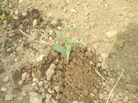 jardin juin 2013 et winx 009.webp