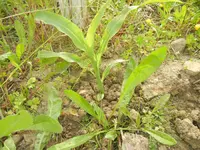 jardin juin 2013 et winx 020.webp