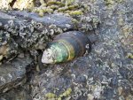 greenlip mussels v.jpg