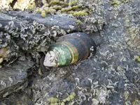 greenlip mussels v.webp