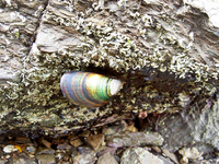 greenlip mussels v (1).webp