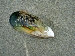 greenlip mussels v (2).jpg