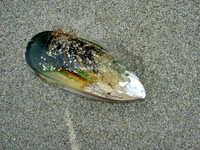 greenlip mussels v (2).webp