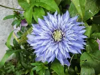 CIMG5568.webp