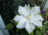 CIMG4901.webp