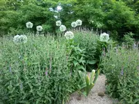 KugellauchSalbei2.webp