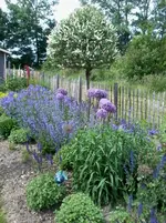 LauchStakettenzaunDigitalis.webp