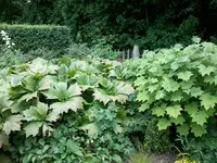 Foto0965.webp