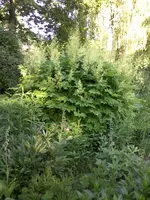 Waldgeissbart.webp