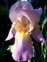IrisCarsten2.webp