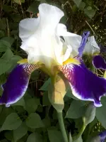 IrisCarsten3.webp