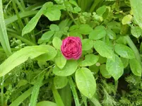 CIMG5648.webp