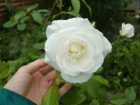 CIMG5618.webp