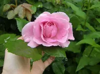 CIMG5632.webp