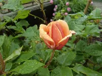 CIMG5605.webp