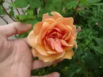 CIMG5603.webp