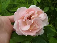 CIMG5611.webp