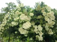 CIMG5638.webp