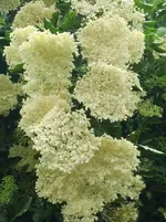 CIMG5641.webp