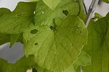 Pfeifenwinde Schaden.webp