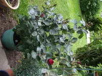 Renaissaance Rose Nadia 08.Juni2013.webp