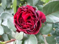 meine Rose Nadia.webp