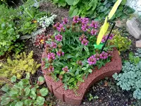 prunella rosa.webp