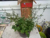 tildas unbekannte glocke (2).webp