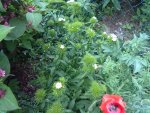 weisser phlox + mohn.jpg